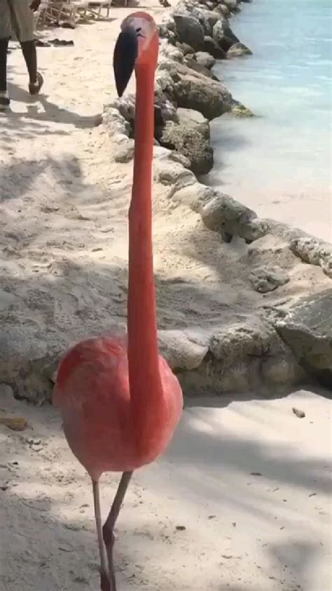 Beach time with Flamingo! | Beautiful birds, Cute wild animals, Animals wild