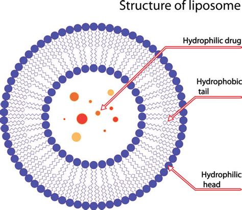 Lipids Illustrations, Royalty-Free Vector Graphics & Clip Art - iStock