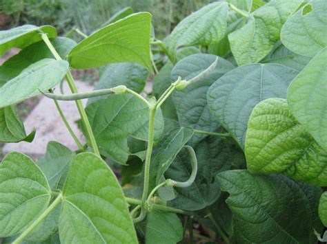 my green bean plants in the garden | Plant leaves, Plant leaves turning ...