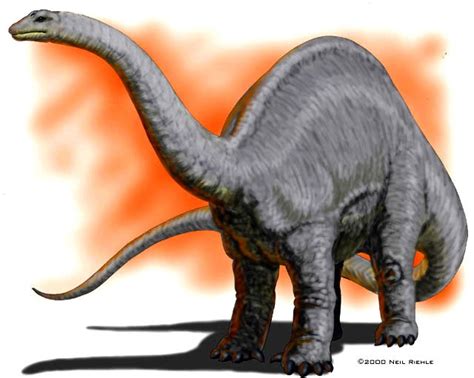 Apatosaurus Pictures & Facts - The Dinosaur Database