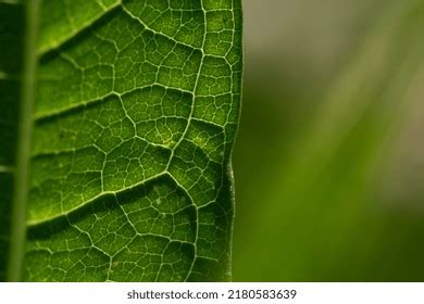 Real Leaf Veins Vascular Tissue Stock Photo 2180583639 | Shutterstock