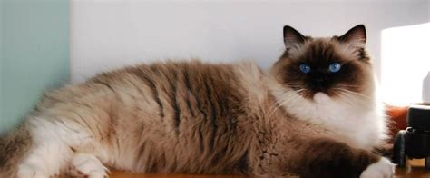 Ragdoll Mitted • Ragdoll Cats