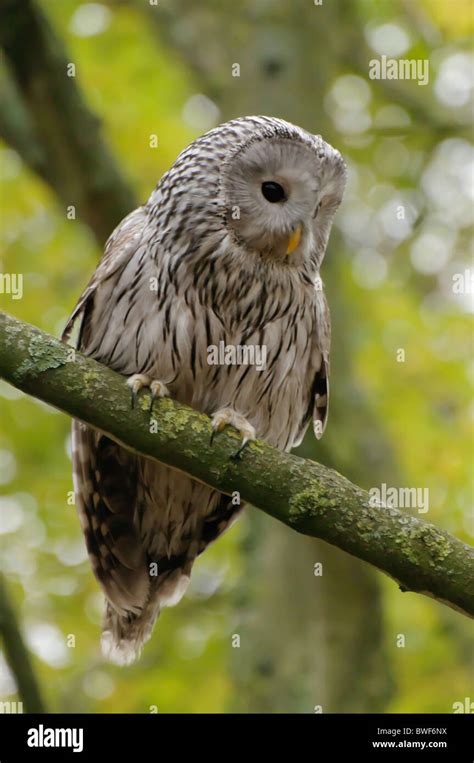 Ural Owl at the Hawk Conservancy Trust, Andover Stock Photo - Alamy