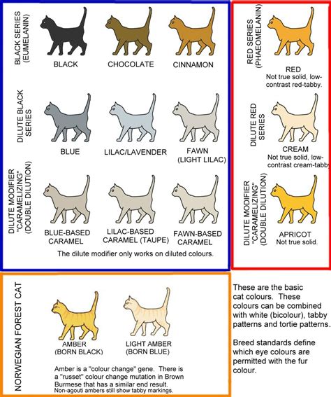 23 Cat Coat Colors Chart Collection – See more ideas about pets, cute ...