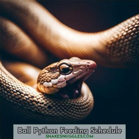 Best Feeding Schedule for Your Pet Ball Python: Food Size, Cost, and Handling Tips