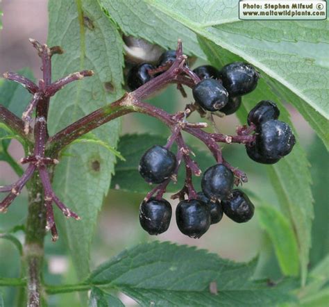 Sambucus ebulus (Dwarf Elder) : MaltaWildPlants.com - the online Flora ...