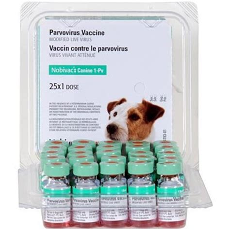 Parvovirus Infection in Dogs – Part II: Treatment & Prevention