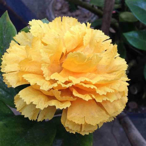 Carnation Seed - Dianthus Caryophyllus Grenadin Yellow Flower Seeds