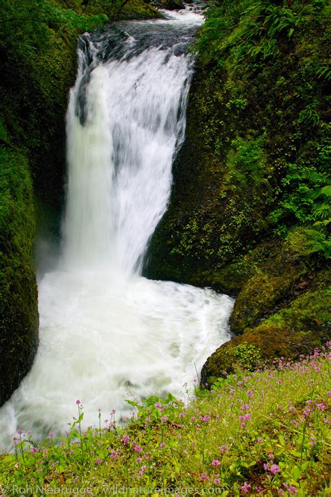 Horsetail Falls | Photos by Ron Niebrugge