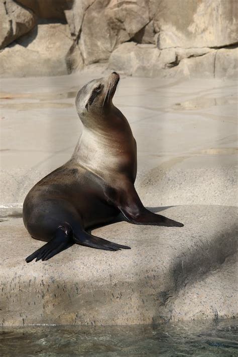 Close up of Seal · Free Stock Photo