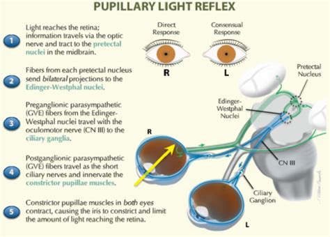 Eye Reflexes Flashcards | Quizlet