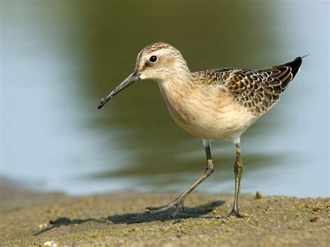 Curlew Sandpiper Bird Facts (Calidris ferruginea) | Bird Fact