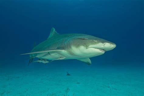 Conoce al tiburón limón de naturaleza apacible