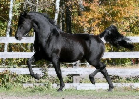 The Magnificent Morgan Make way for the powerful and elegant, JMF Basic Black.. | Beautiful ...