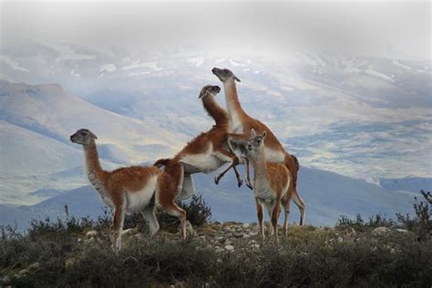 5 Fascinating Facts About Guanacos