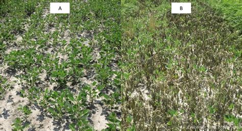 Options for Postemergence Common Ragweed Control in Enlist E3 Soybean ...