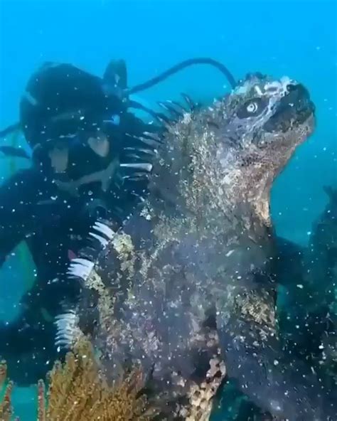 The Galapagos marine iguana : r/TheDepthsBelow