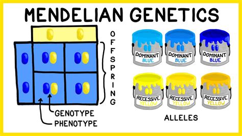 Mendelian Genetics: Genotypes, Phenotypes and Punnett Squares - YouTube