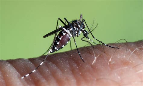 Aedes albopictus - Factsheet for experts