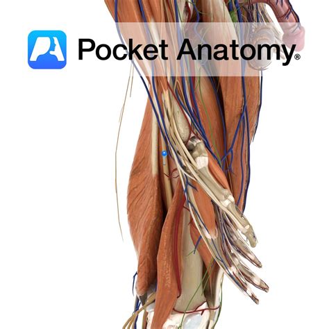 Sciatic nerve - Pocket Anatomy