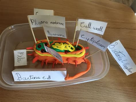 Bacteria Cell model | Cell model, Cell model project, Dna model project