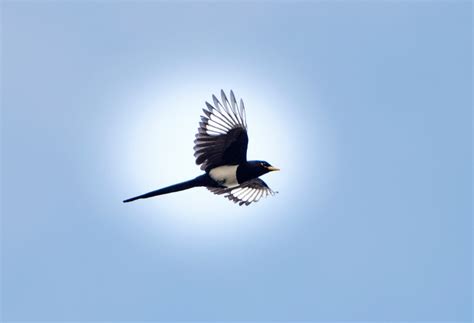 Yellow Billed Magpie_DSC_3259 – Gardens For Goldens