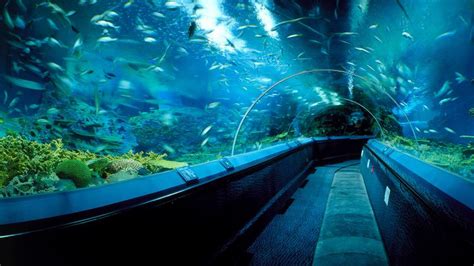 Shanghai Ocean Aquarium - Wendy Wei Tours