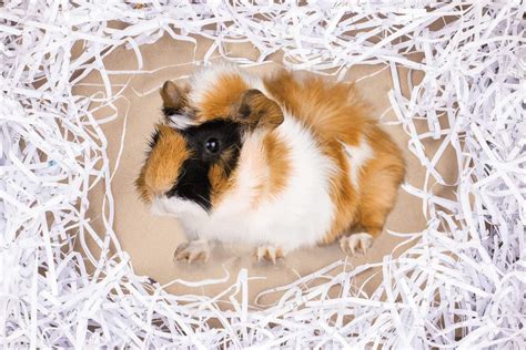 Can You Use Shredded Paper for Guinea Pig Bedding?