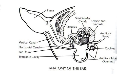 anatomy pic of dogs ear | Dog anatomy, Anatomy, Ear canal diagram