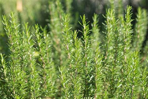 How to Protect Rosemary Plants in the Winter | Gardener’s Path