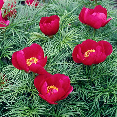 Fernleaf Peony for Sale| K. van Bourgondien