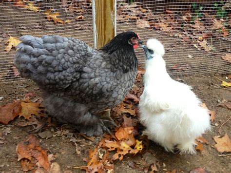 New addition to our little family. A gorgeous blue cochin with our little silkie. | Chicken ...