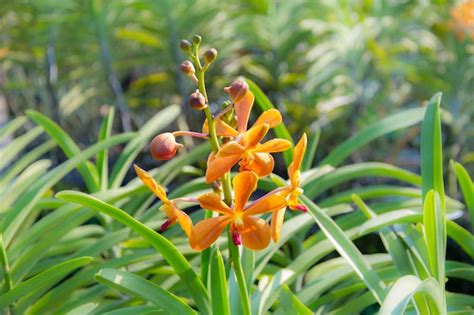 Premium Photo | Flower in thailand orchid in thailand