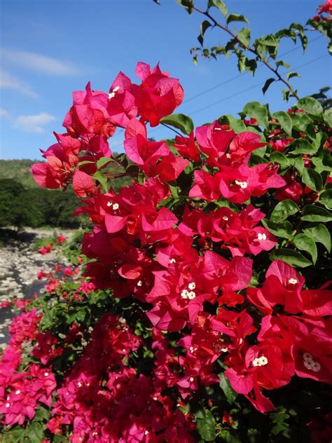 types of bougainvillea | ... Lands: Bougainvillea spectabilis ...