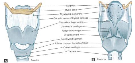 Arytenoid Cartilage Muscular Process