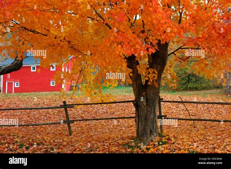 Maple tree canada hi-res stock photography and images - Alamy