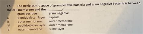 Solved 27. The periplasmic space of gram positive bacteria | Chegg.com