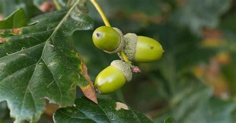 Oaks are amongst the easiest trees to grow from seed. This guide gives you a step by step guide ...