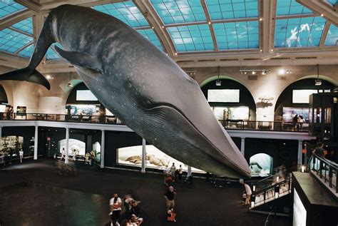 The American Museum of Natural History NYC Skip-the-Line Guided Tour - Private| Paris Private ...