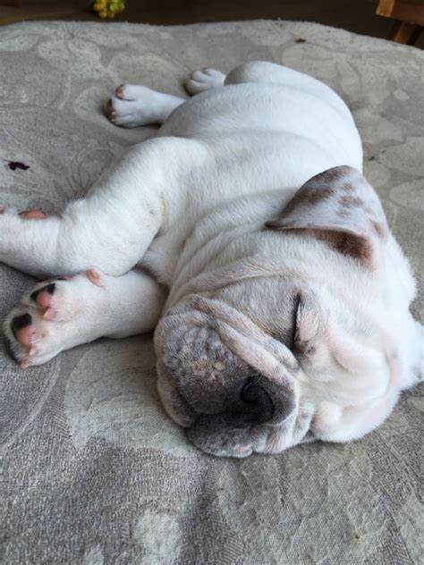 Bulldog puppy sleeping | Sleeping puppies, Puppy pictures, Puppies