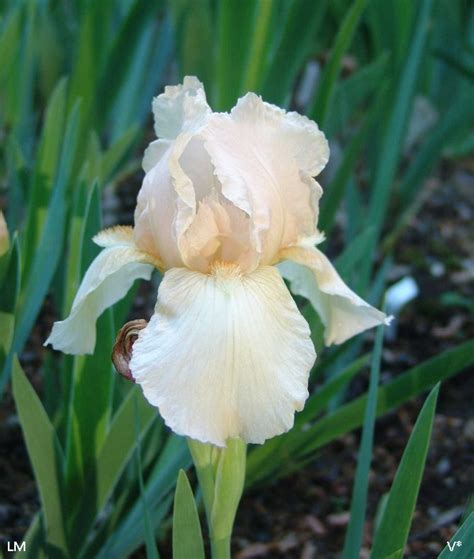 Appleblossom Pink | Historic Iris Preservation Society