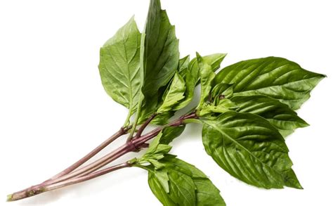 Amazon.com : Gaea's Blessing Thai Basil Seeds - Non-GMO - with Easy to ...