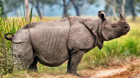 Javan Rhinoceros - Facts, Diet & Habitat Information