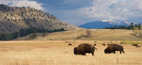 Buffalo Plains Group | Rapid City, SD | Morgan Stanley Wealth Management