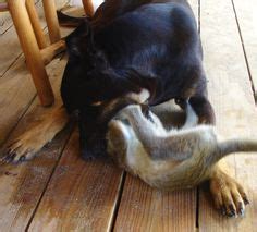 Unlikely Friends playing Vervet Monkey and Kittitian Dog Unlikely ...