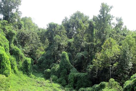 Homestead Stories: The Kudzu Monster Plant and Other Invasive Species • Insteading