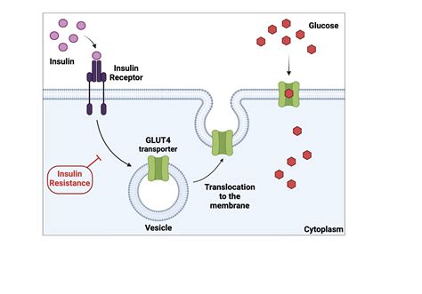 Glut4 glucose transporter translocation to the cell membrane after insulin signaling | BioRender ...