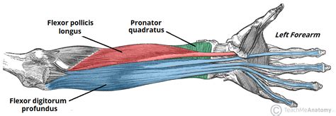 Muscles of the Anterior Forearm - Flexion - Pronation - TeachMeAnatomy