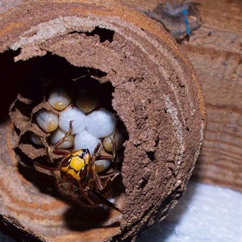 A European Queen Hornet prepares her nest in a garden shed - PestBristol - Bristol Pests ...