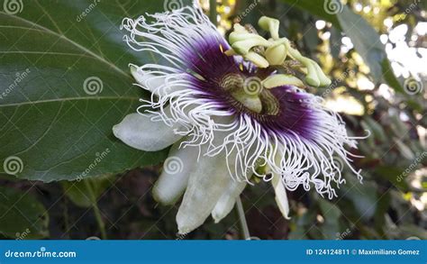 Maracuya Flower Fruit Passiflora Edulis Stock Image - Image of flower, nature: 124124811